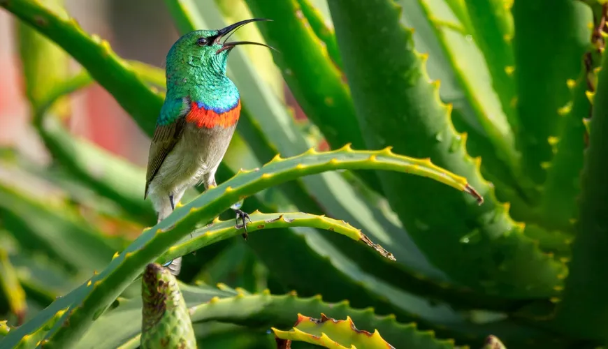 Comment utiliser l'aloe vera dans votre routine quotidienne de soins