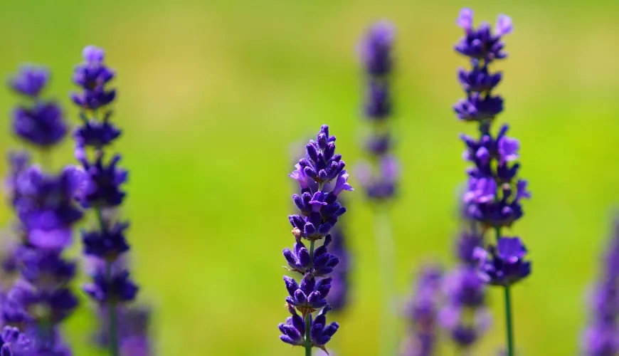 Le sirop de violette est une délicatesse naturelle pleine de saveur et de santé