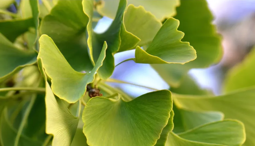 Ginkgo biloba - une aide efficace contre l'hypertension artérielle