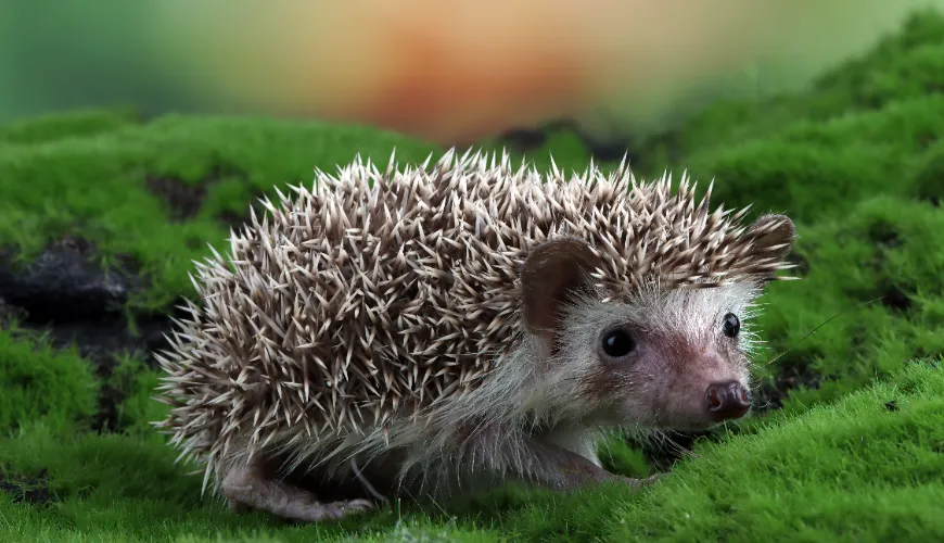 Aidez les hérissons dans le jardin en choisissant la bonne nourriture