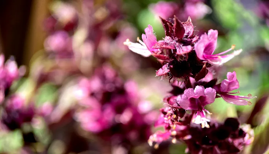 Comment sent le patchouli et pourquoi il a conquis le cœur des maîtres parfumeurs