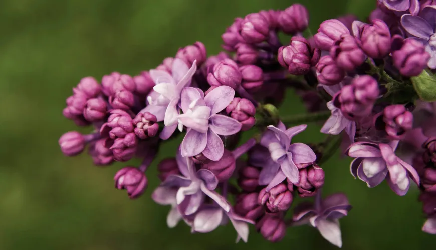 Découvrez la magie du sirop de lilas et ses bienfaits pour la santé