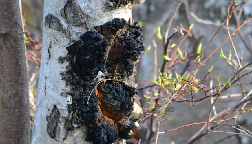 Chaga de Sibérie et ses effets sur votre santé et vitalité