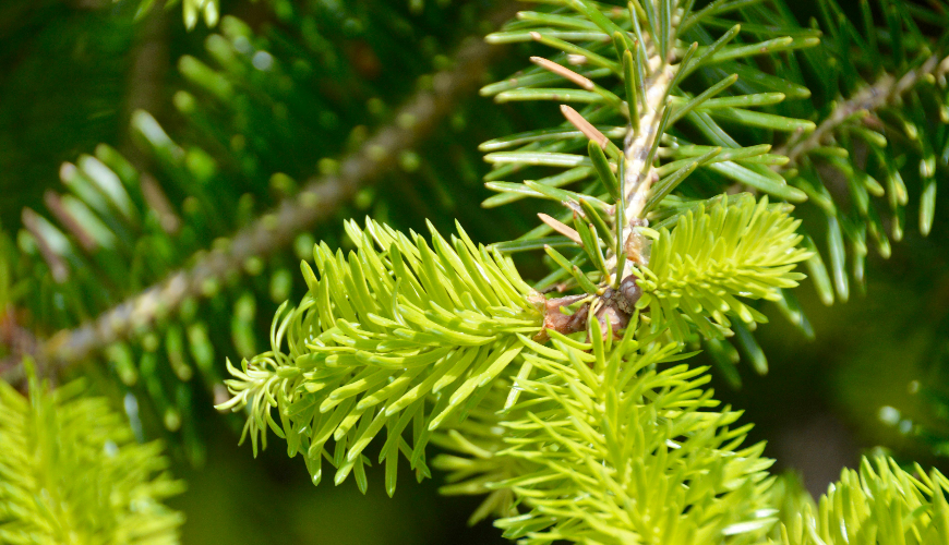 # Recette de sirop de sapin fait maison pour la santé

### Ingrédients

- 500 g de jeunes pousses de