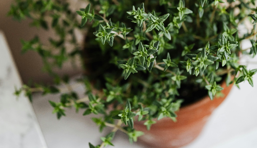 Comment fabriquer simplement de la pommade au thym à la maison